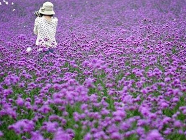 柳葉馬鞭草花海